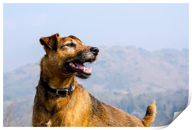Patterdale Terrier Print by david rodgers