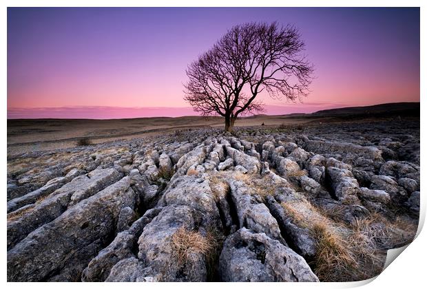 The Lone Tree Print by Gary Mather