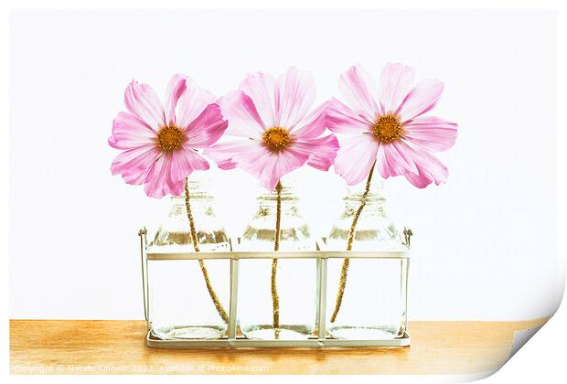 Pink Cosmos Flowers Trio Print by Natalie Kinnear