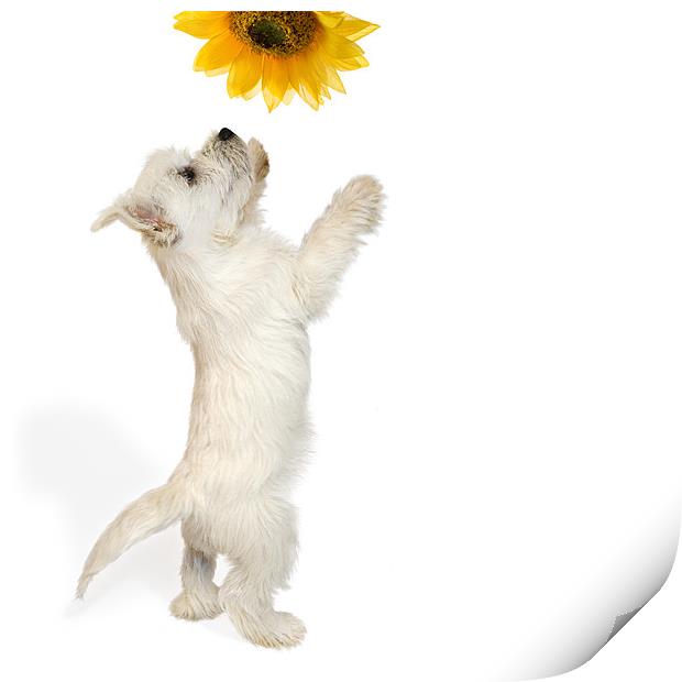 Westie Puppy and Sunflower Print by Natalie Kinnear