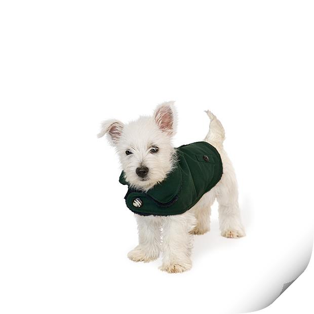 Westie Puppy in Coat Print by Natalie Kinnear