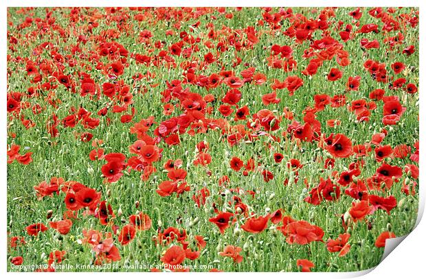 Field of Poppies Print by Natalie Kinnear