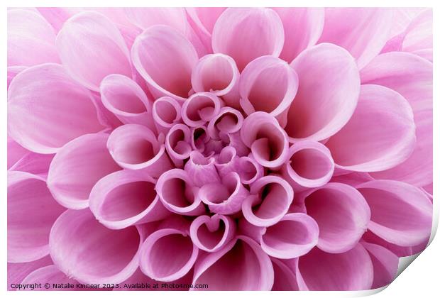 Pink Dahlia Flower Close Up Print by Natalie Kinnear