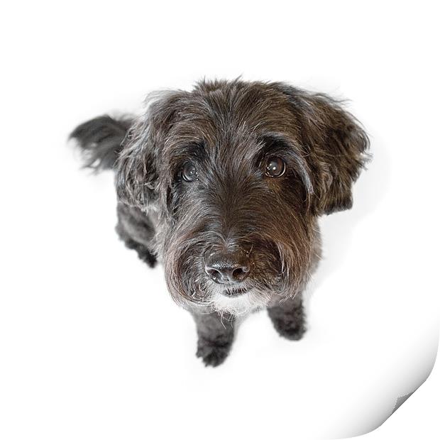 Hairy Dog Photographic Caricature Print by Natalie Kinnear