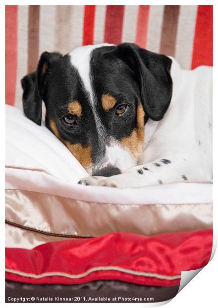 Cute Jack Russell Terrier Dog Print by Natalie Kinnear