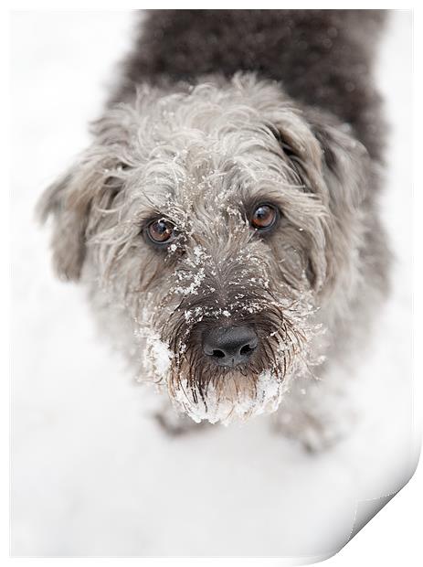 Snowy Faced Pup Print by Natalie Kinnear