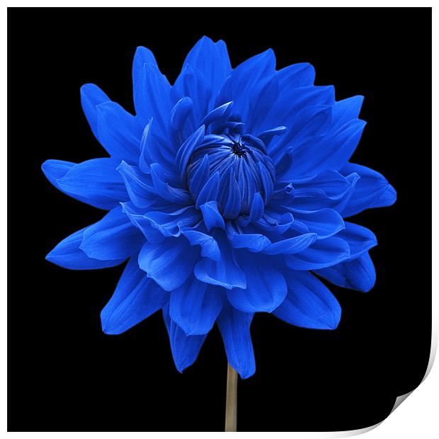 Blue Dahlia Flower Black Background Print by Natalie Kinnear