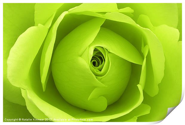 Bright Lime Green Rose Flower Print by Natalie Kinnear