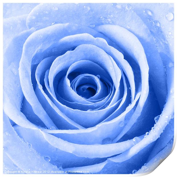 Blue Rose with Water Droplets Print by Natalie Kinnear