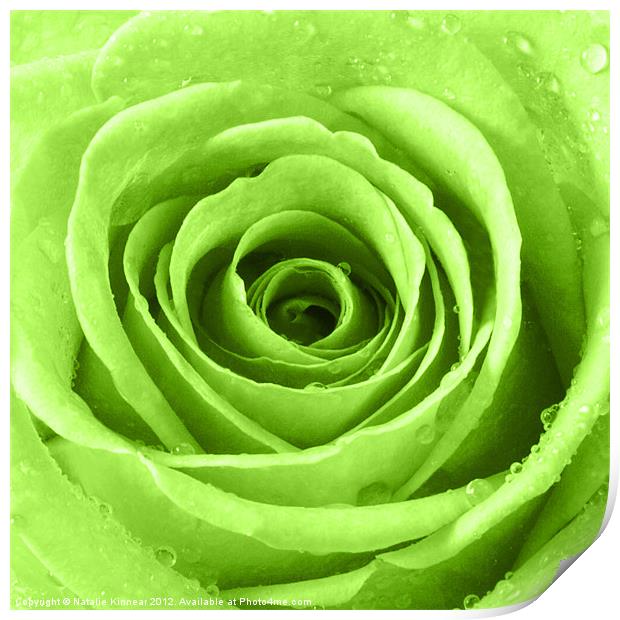Lime Green Rose with Water Droplets Print by Natalie Kinnear