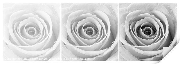 Silver Rose with Water Droplets Triptych Print by Natalie Kinnear
