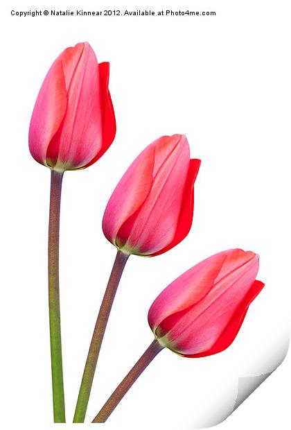 Red Tulip Trio Print by Natalie Kinnear