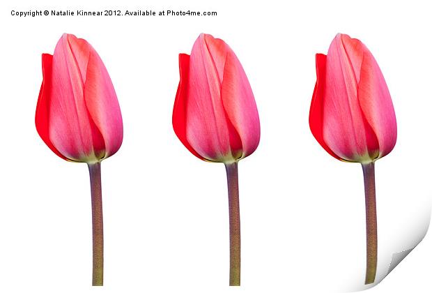 Three Red Tulips in a Row Print by Natalie Kinnear