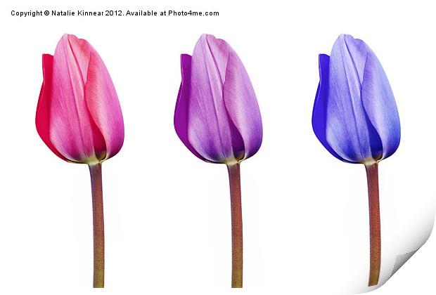 Pink Lilac Purple Tulips in a Row Print by Natalie Kinnear