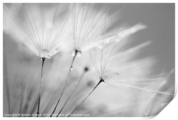 Black and White Dandelion with Water Droplets Print by Natalie Kinnear