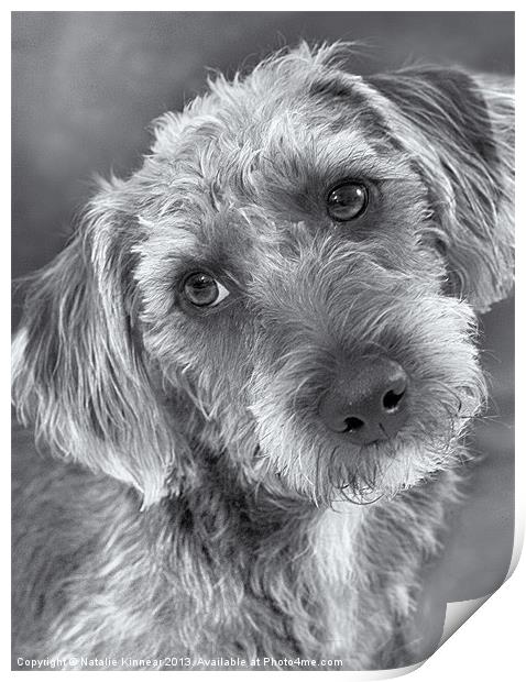 Cute Pup in Black and White Print by Natalie Kinnear
