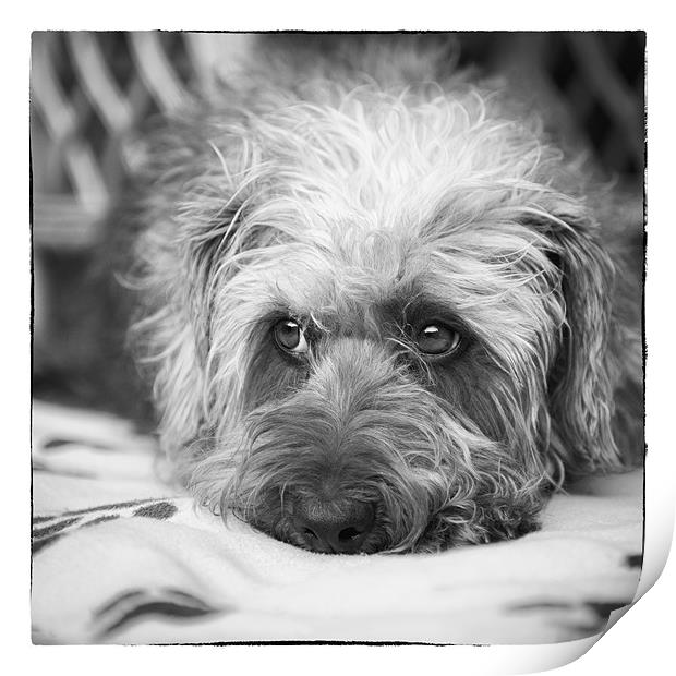 Cute Scruffy Pup in Black and White Print by Natalie Kinnear