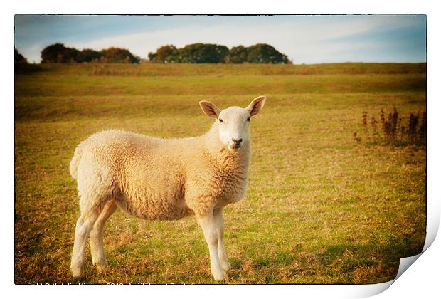 Smiling Sheep in Field Print by Natalie Kinnear