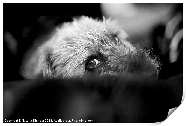 Cute Pup Sneek A Peek Print by Natalie Kinnear