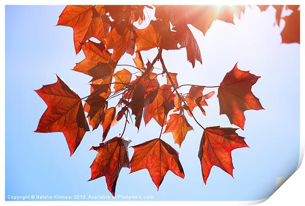 Sunlight on Red Leaves Print by Natalie Kinnear