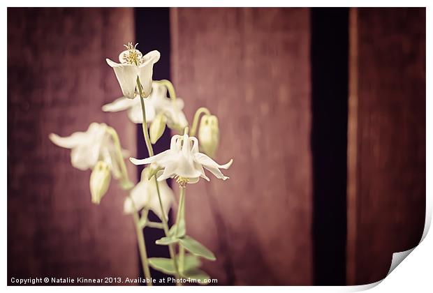 White Flowers against Dark Wooden Fence Print by Natalie Kinnear