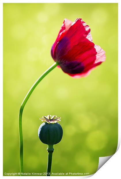 Sunlit Poppy Print by Natalie Kinnear