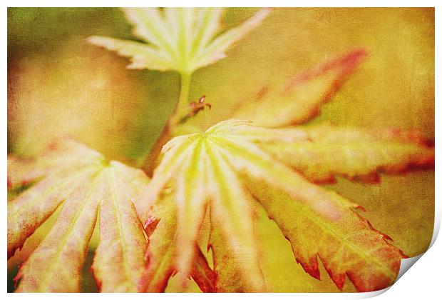 Japanese Maple Leaves Autumn Colors Texture Effect Print by Natalie Kinnear
