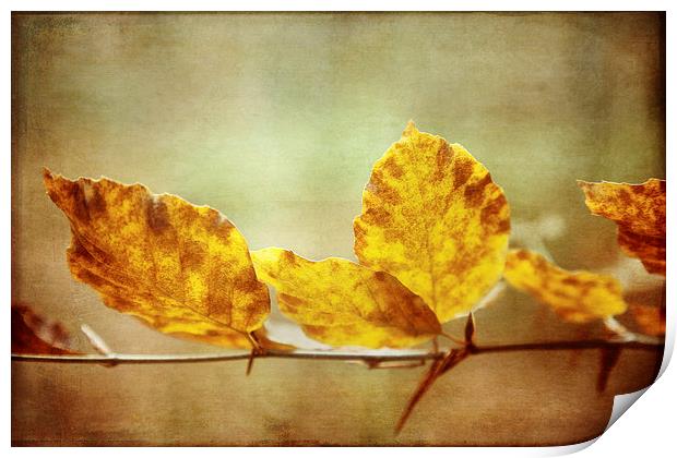 Textured Autumn Leaves Photographic Art Print by Natalie Kinnear