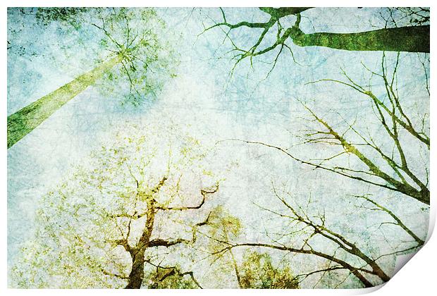 Trees Up High Abstract Photographic Art Print by Natalie Kinnear