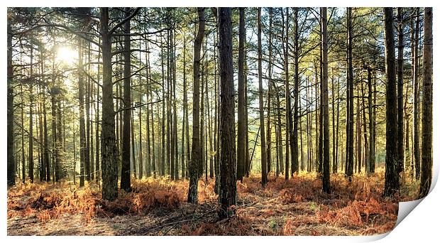 Sunlit Trees on the Ashdown Forest - Natalie Kinne Print by Natalie Kinnear