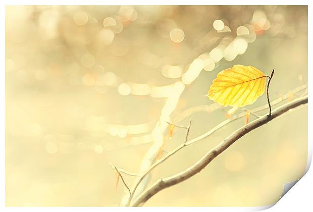 Golden Leaf Print by Natalie Kinnear