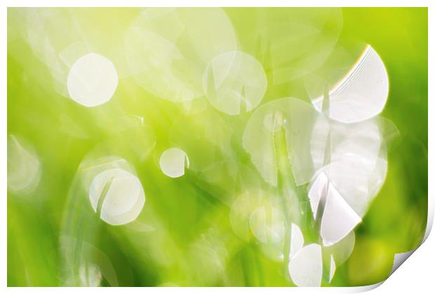 Green Abstract - Dewdrops in the Sunlit Grass 2 -  Print by Natalie Kinnear