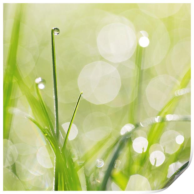 Dewdrops on the Sunlit Grass Square Format Print by Natalie Kinnear