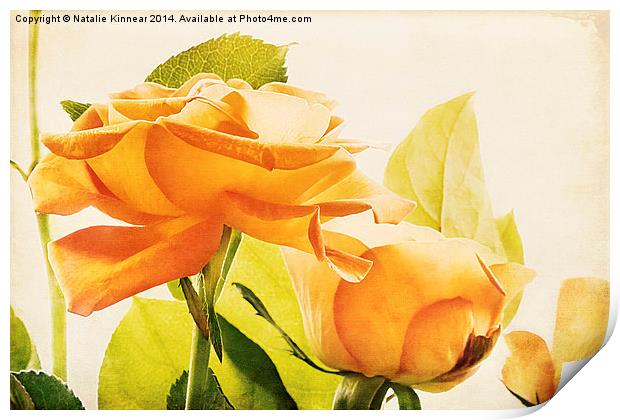 Orange Roses Print by Natalie Kinnear