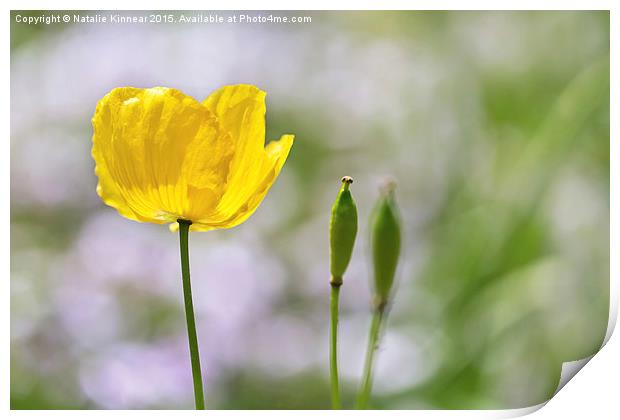 Yellow Welsh Poppy Print by Natalie Kinnear