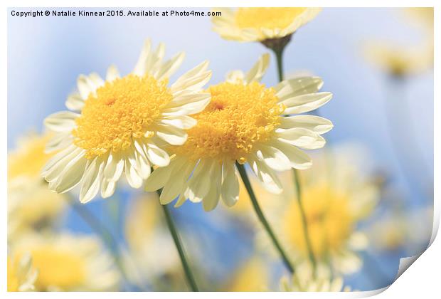 Dreamy Sunlit Marguerite Flowers Against Blue Sky Print by Natalie Kinnear