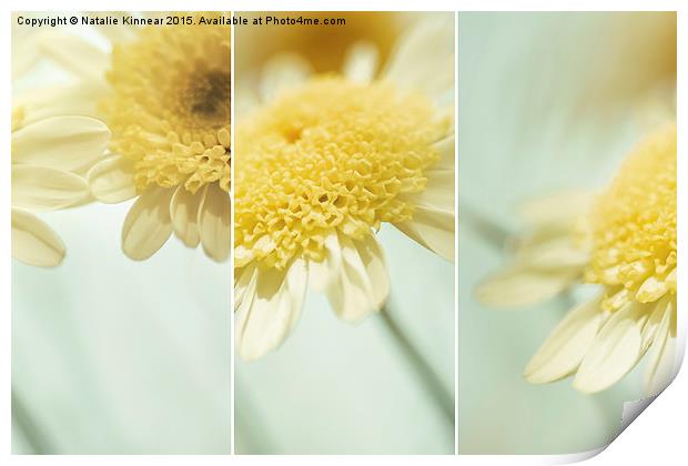 Flower Arrangement - Marguerite Daisies Print by Natalie Kinnear