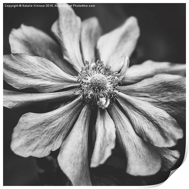 Anemone Flower Photographic Art in Black and White Print by Natalie Kinnear