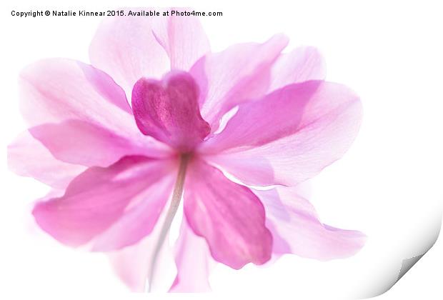 Anemone Flower - Soft and Gentle Print by Natalie Kinnear