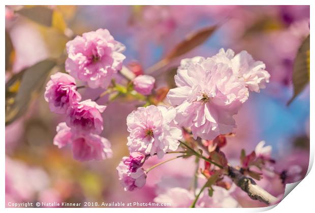 Spring Blossom Print by Natalie Kinnear