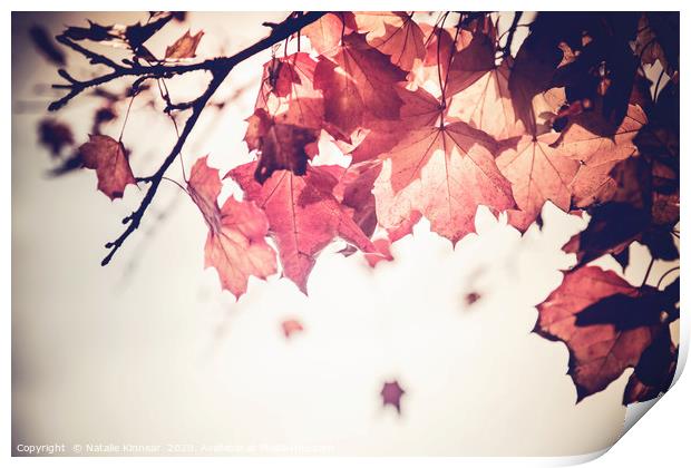 Autumn Leaves  Print by Natalie Kinnear