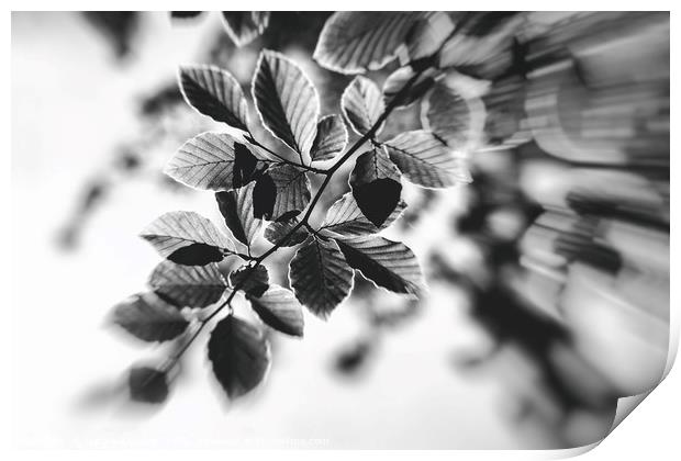 Black and White Leaves Abstract Print by Natalie Kinnear