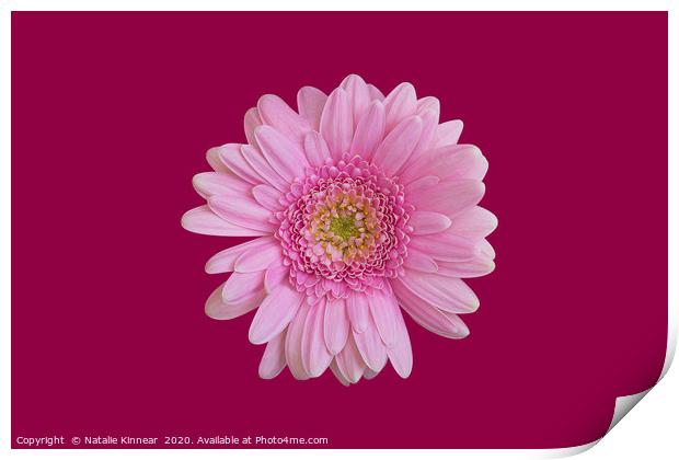 Pink Chrysanthemum Print by Natalie Kinnear