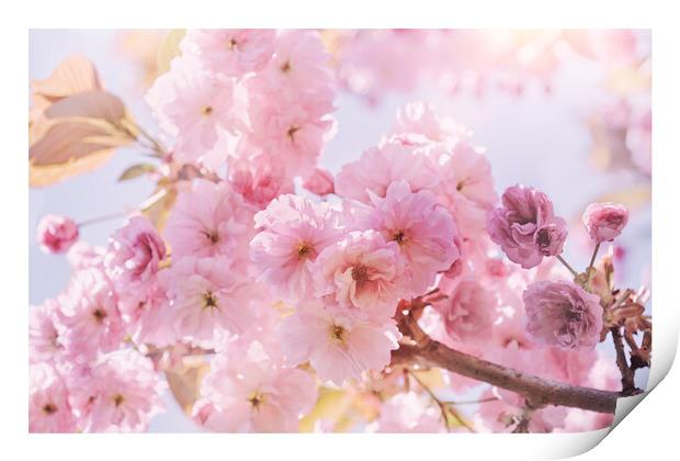 Spring Sunshine Pink Blossom Print by Natalie Kinnear