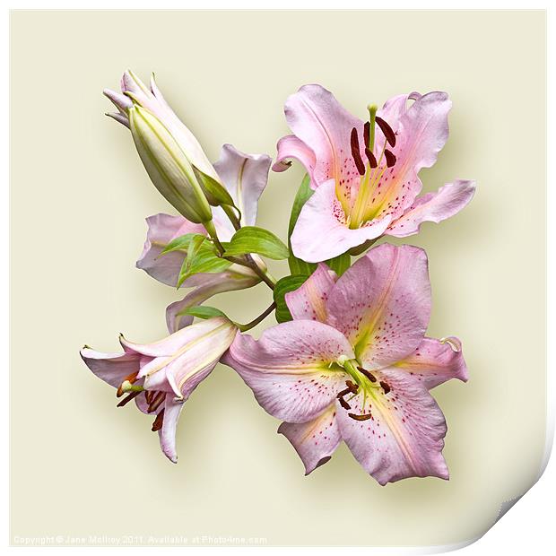 Pink Lilies on Cream Print by Jane McIlroy