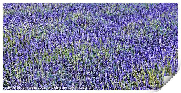 Lavender Fields Print by Jane McIlroy