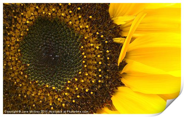Yellow Sunflower Closeup Print by Jane McIlroy