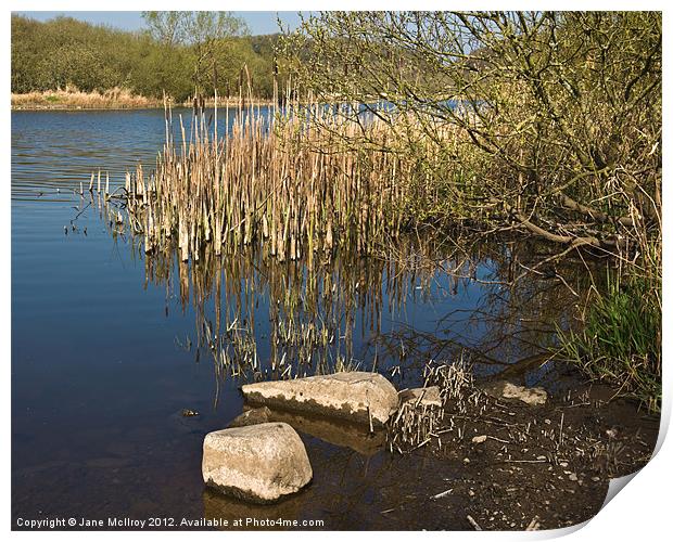 Bulrushes beside the Quoile, Downpatrick Print by Jane McIlroy