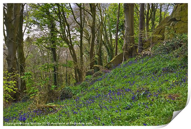 Bluebell Woods, Newtownards, County Down Print by Jane McIlroy