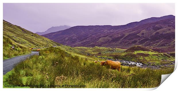 Highland Cattle in Glen Lyon Print by Jane McIlroy